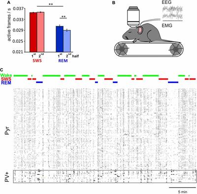 Plasticity during Sleep Is Linked to Specific Regulation of Cortical Circuit Activity